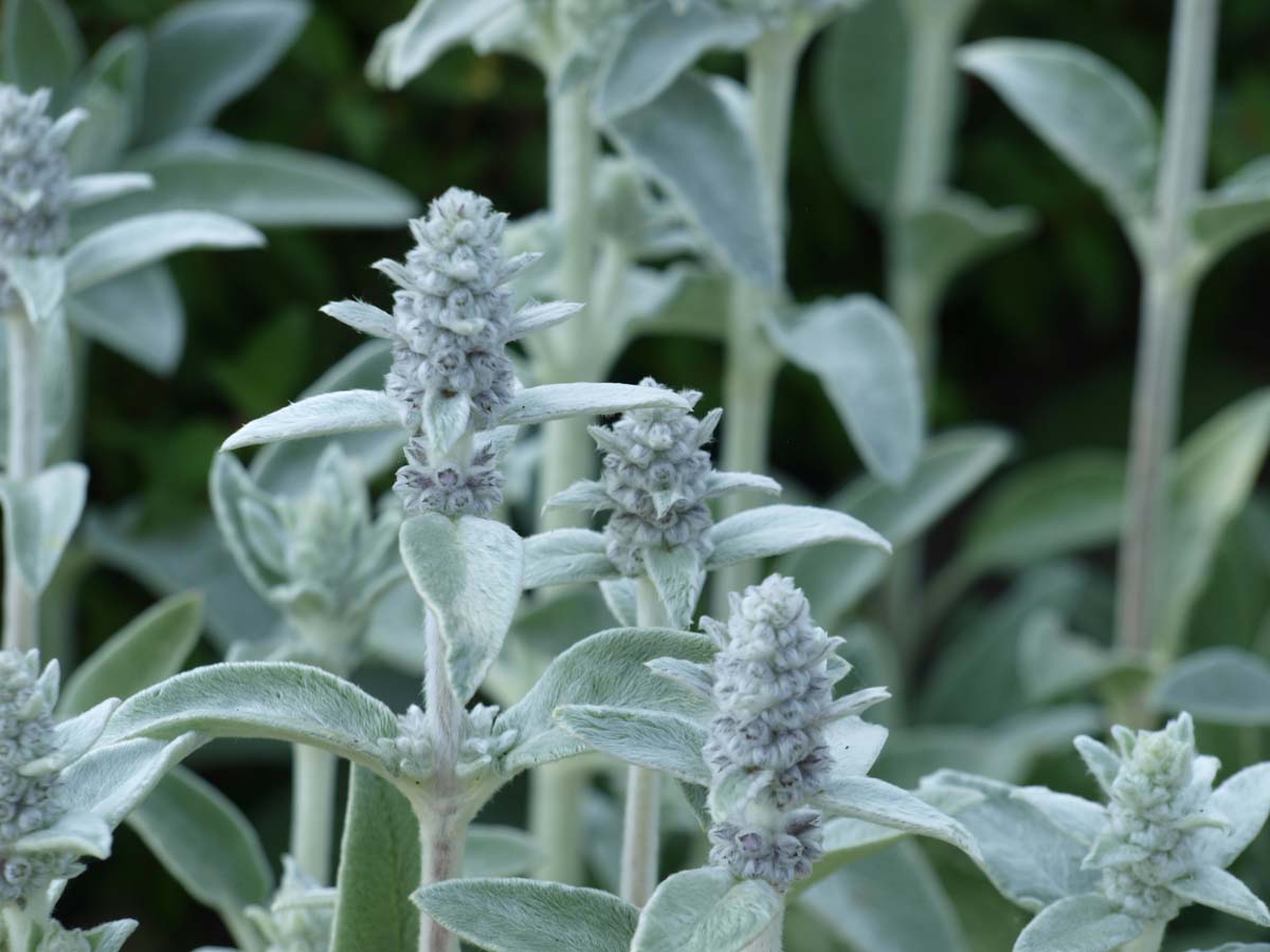 Stachys byzantina