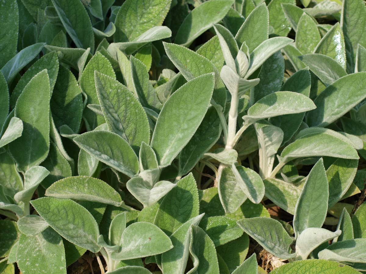 Stachys byzantina 'Big Ears'
