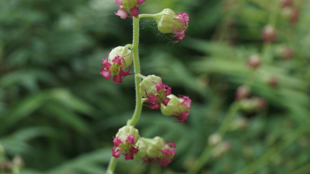 Tellima grandiflora