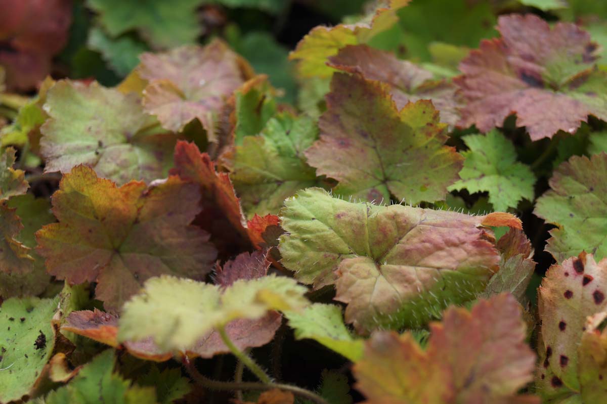 Tiarella cordifolia