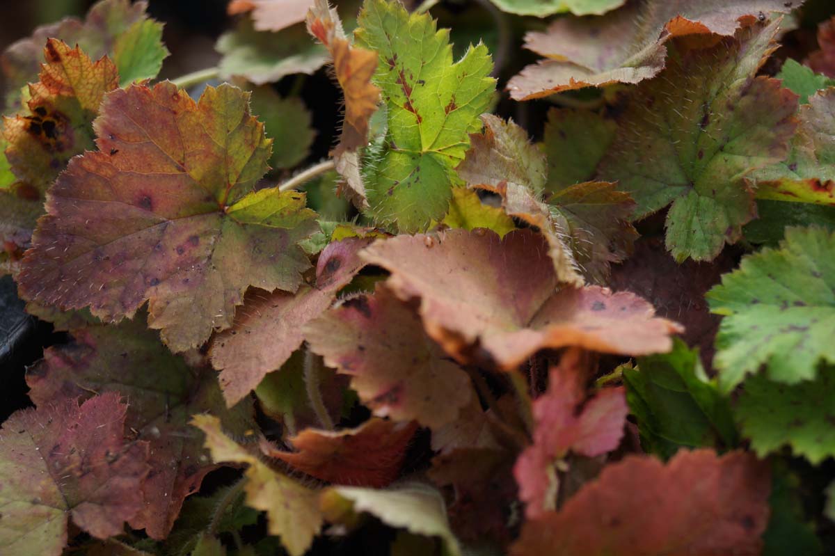 Tiarella cordifolia