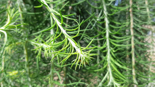 Larix kaempferi 'Stiff Weeper' op stam