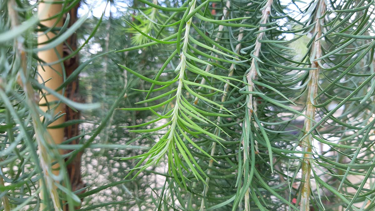 Larix kaempferi 'Stiff Weeper' op stam