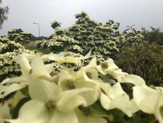 Cornus kousa 'National' op stam