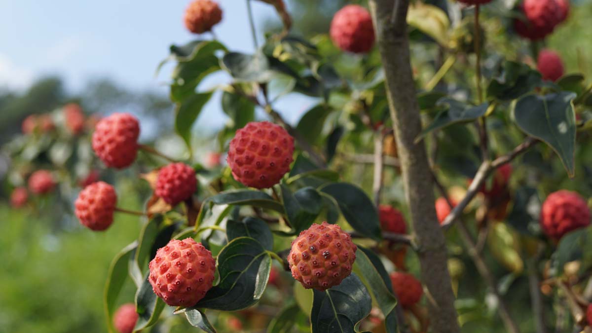 Cornus kousa 'National' meerstammig / struik