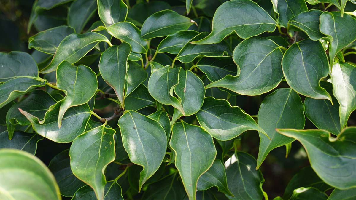 Cornus kousa 'National' Tuinplanten