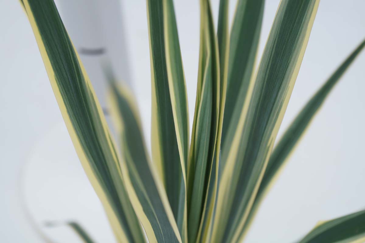 Yucca filamentosa 'Bright Edge' op stam