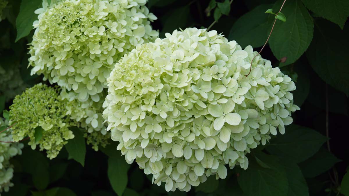 Hydrangea paniculata 'Limelight' op stam bloem