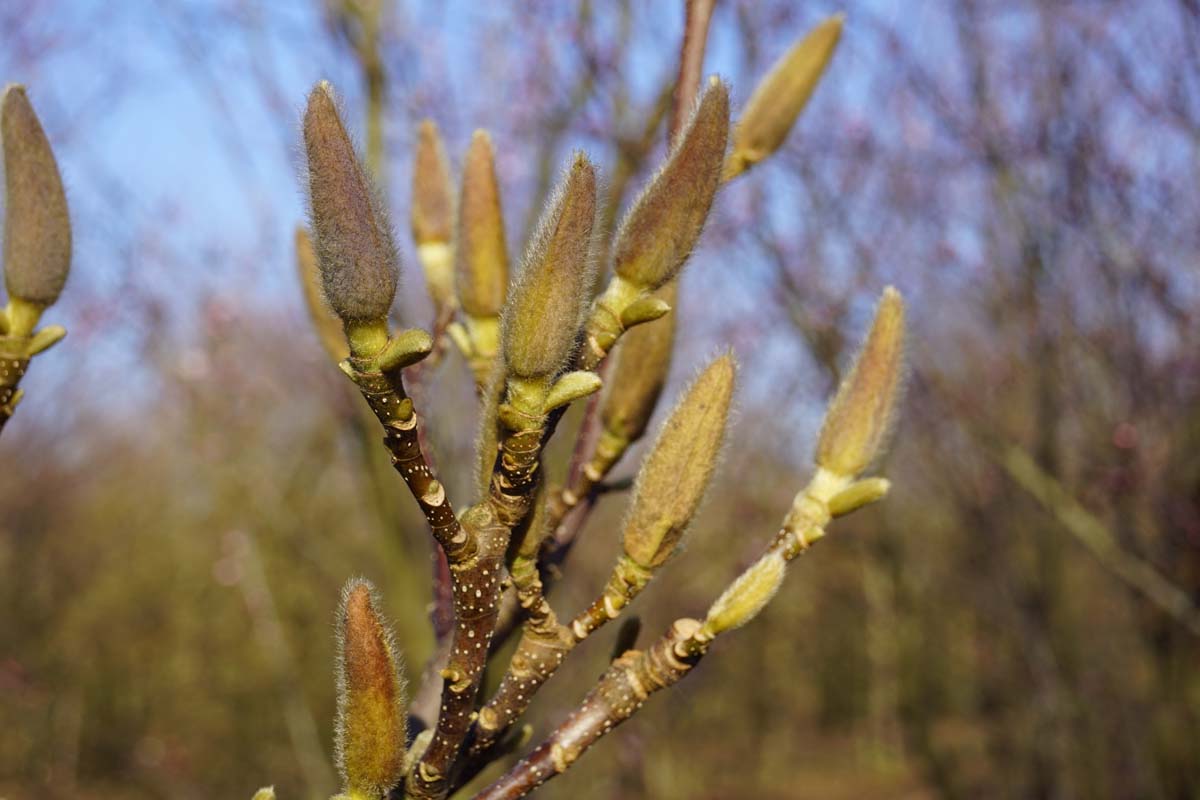 Magnolia 'Red Lucky' meerstammig / struik bloemknop