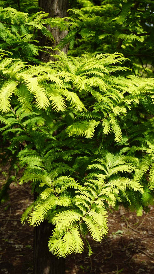 Metasequoia glyptostroboides 'Ogon' Tuinplanten blad