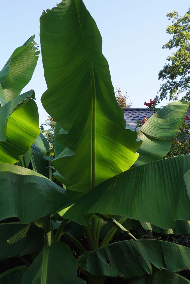 Musa basjoo Tuinplanten