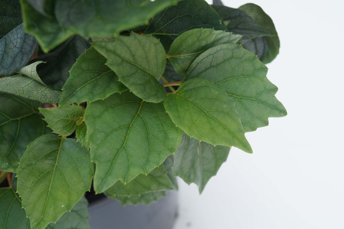 Schizophragma hydrangeoides 'Moonlight'