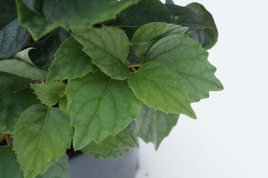 Schizophragma hydrangeoides 'Moonlight' meerstammig / struik