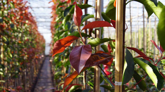 Photinia fraseri 'Camilvy' op stam blad