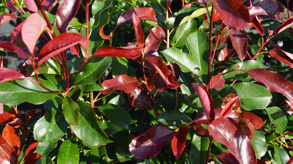 Photinia fraseri 'Camilvy' leiboom blad