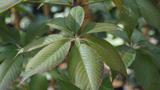 Aesculus glabra 'October Red' Tuinplanten