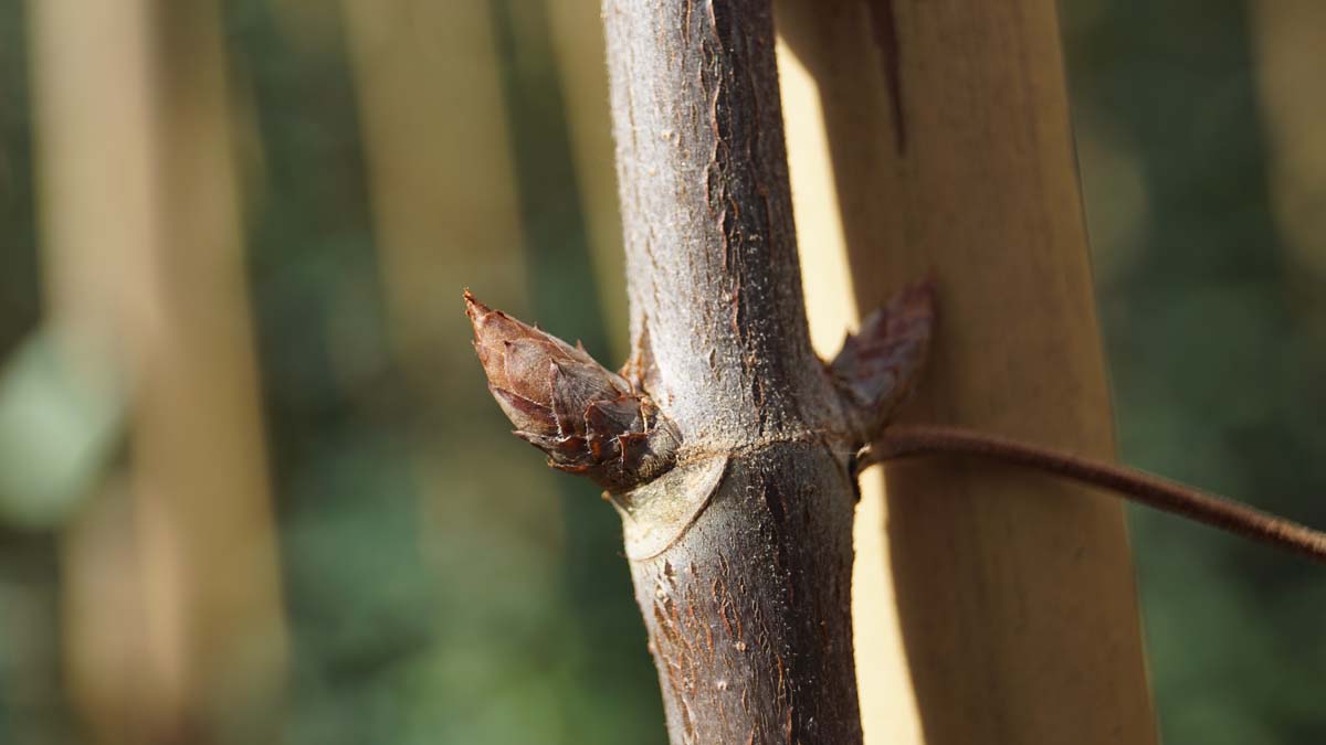 Aesculus glabra 'October Red' op stam