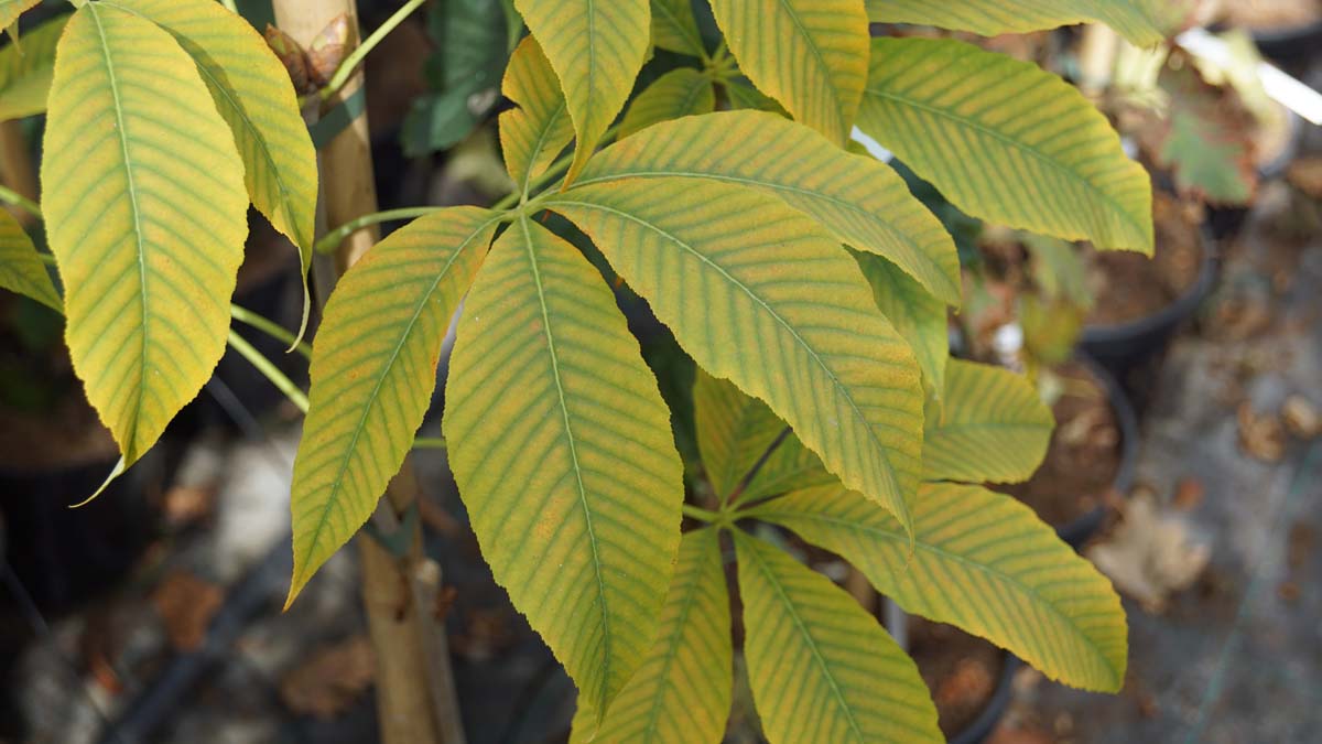 Aesculus neglecta 'Autumn Fire' solitair blad