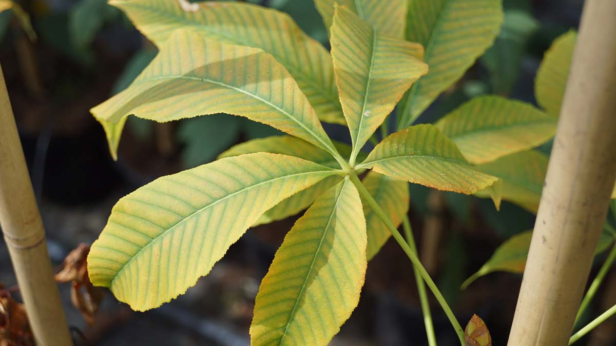 Aesculus neglecta 'Autumn Fire' solitair blad