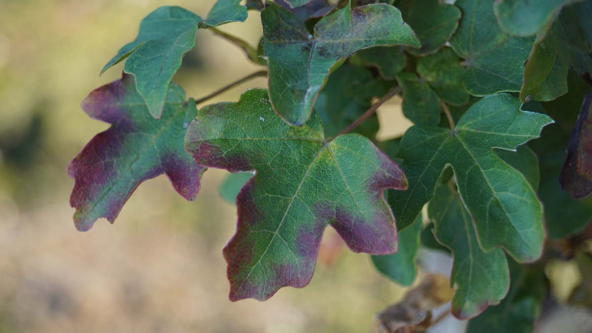Acer campestre 'Green Column' Tuinplanten blad