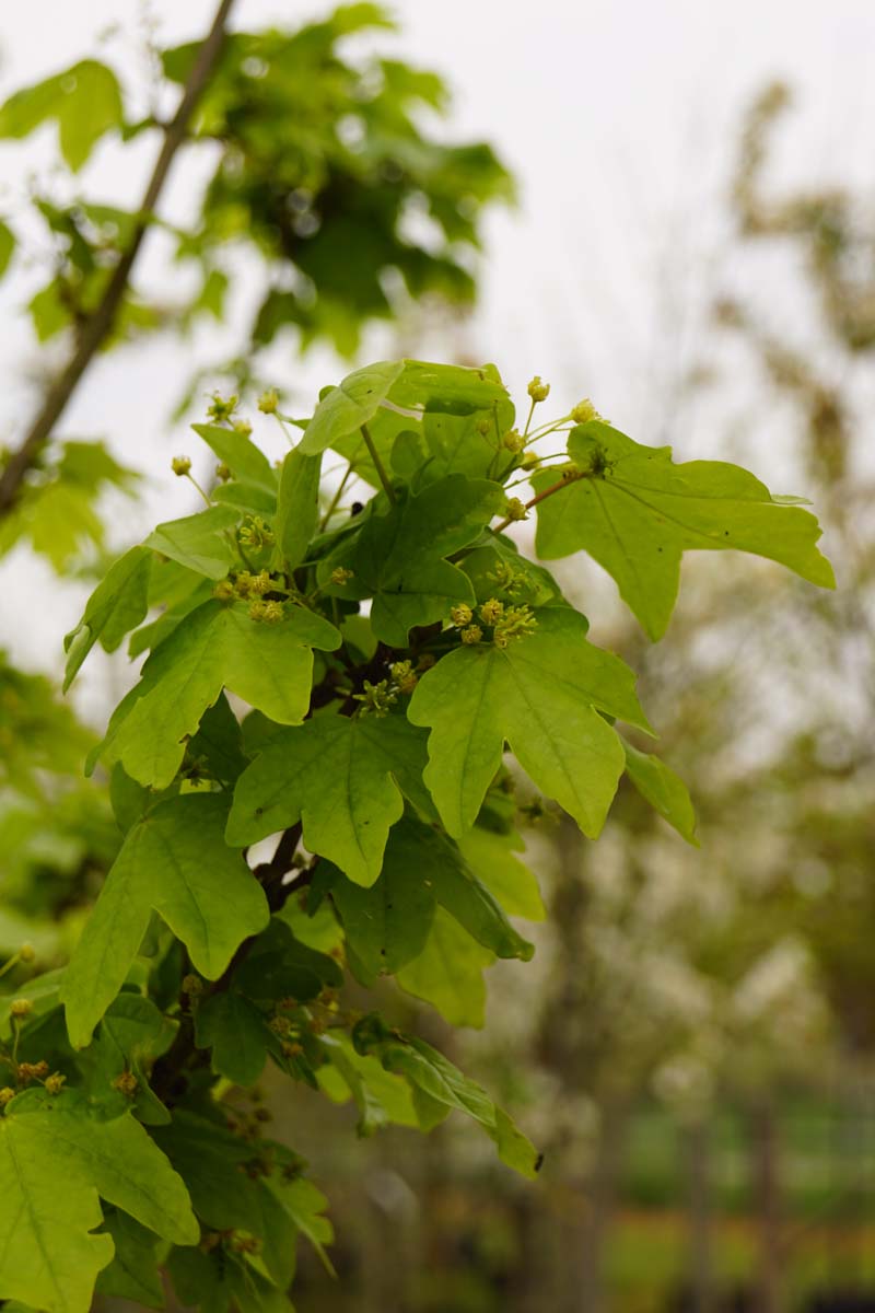 Acer campestre 'Huibers Elegant' op stam blad