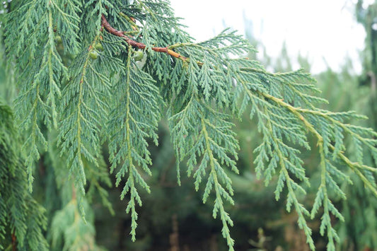 Chamaecyparis nootkatensis 'Green Arrow' meerstammig / struik