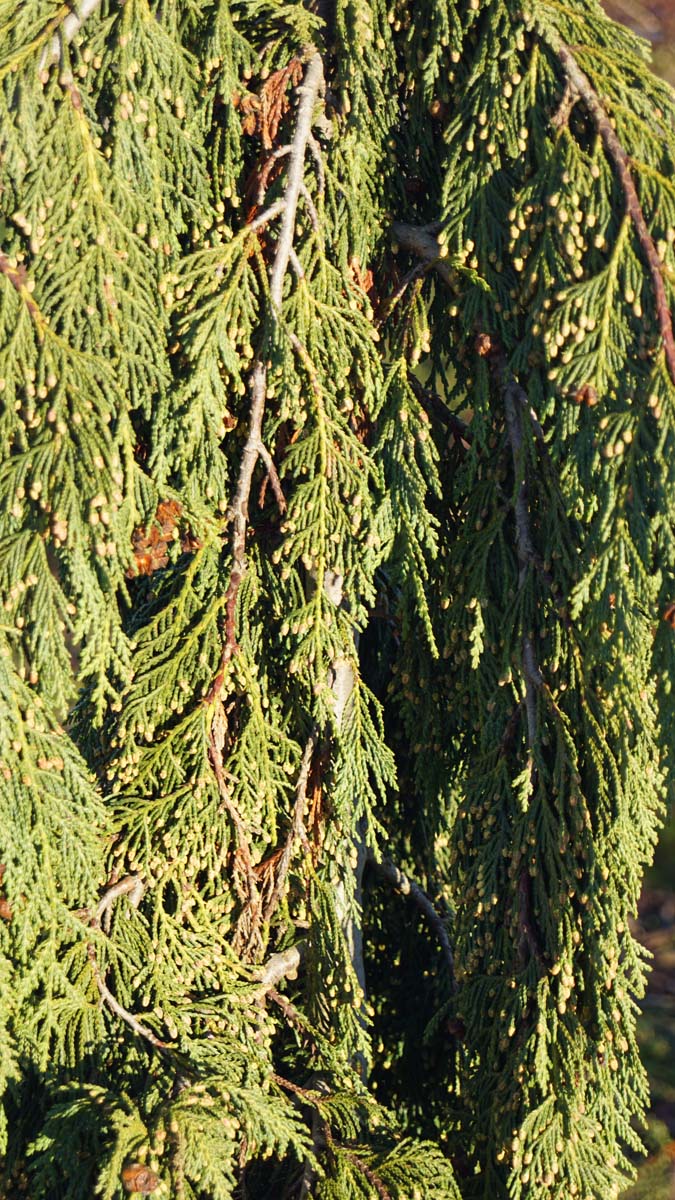 Chamaecyparis nootkatensis 'Green Arrow' meerstammig / struik