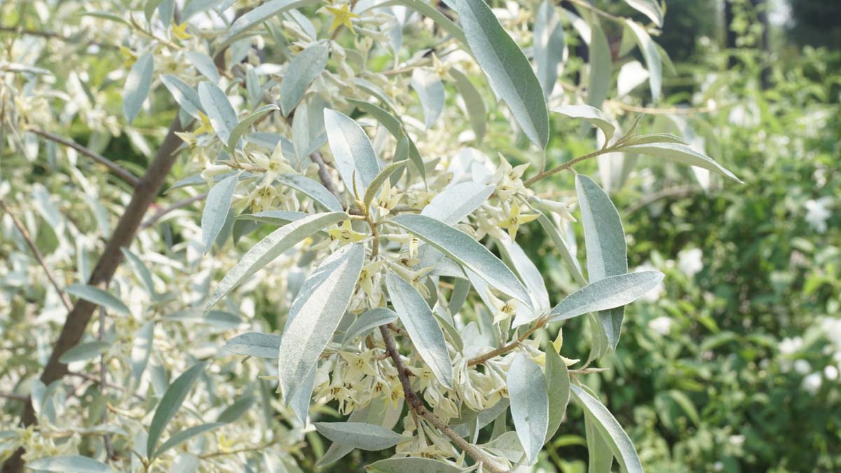 Elaeagnus 'Quicksilver' meerstammig / struik