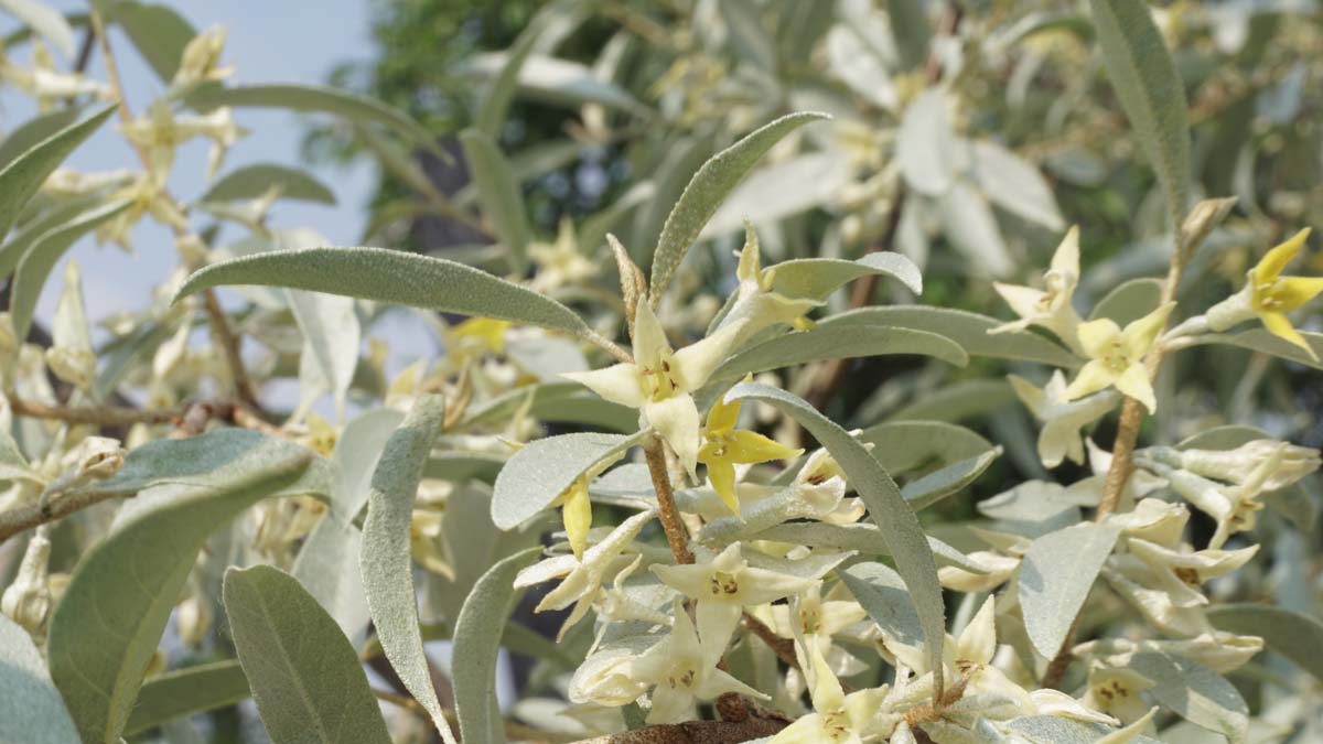 Elaeagnus 'Quicksilver' op stam