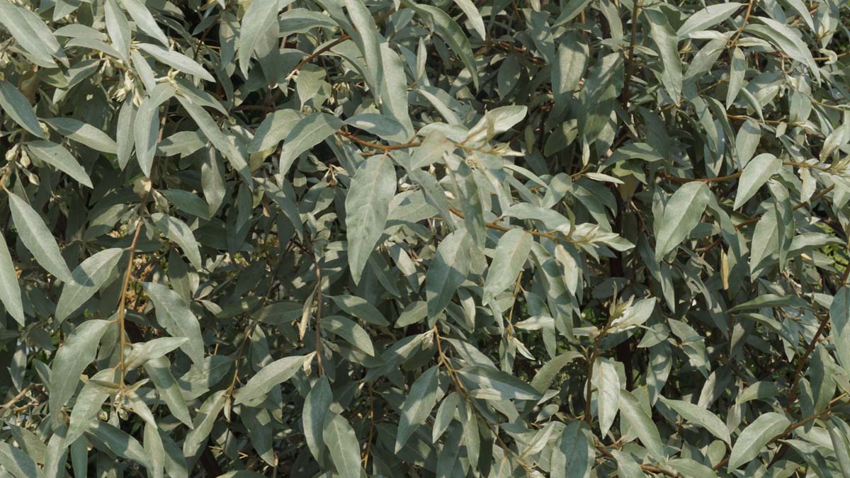 Elaeagnus 'Quicksilver' solitair blad