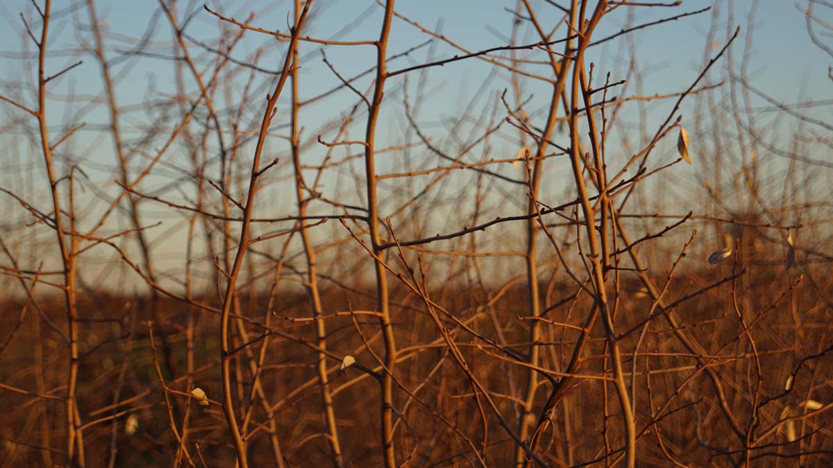 Elaeagnus 'Quicksilver' op stam