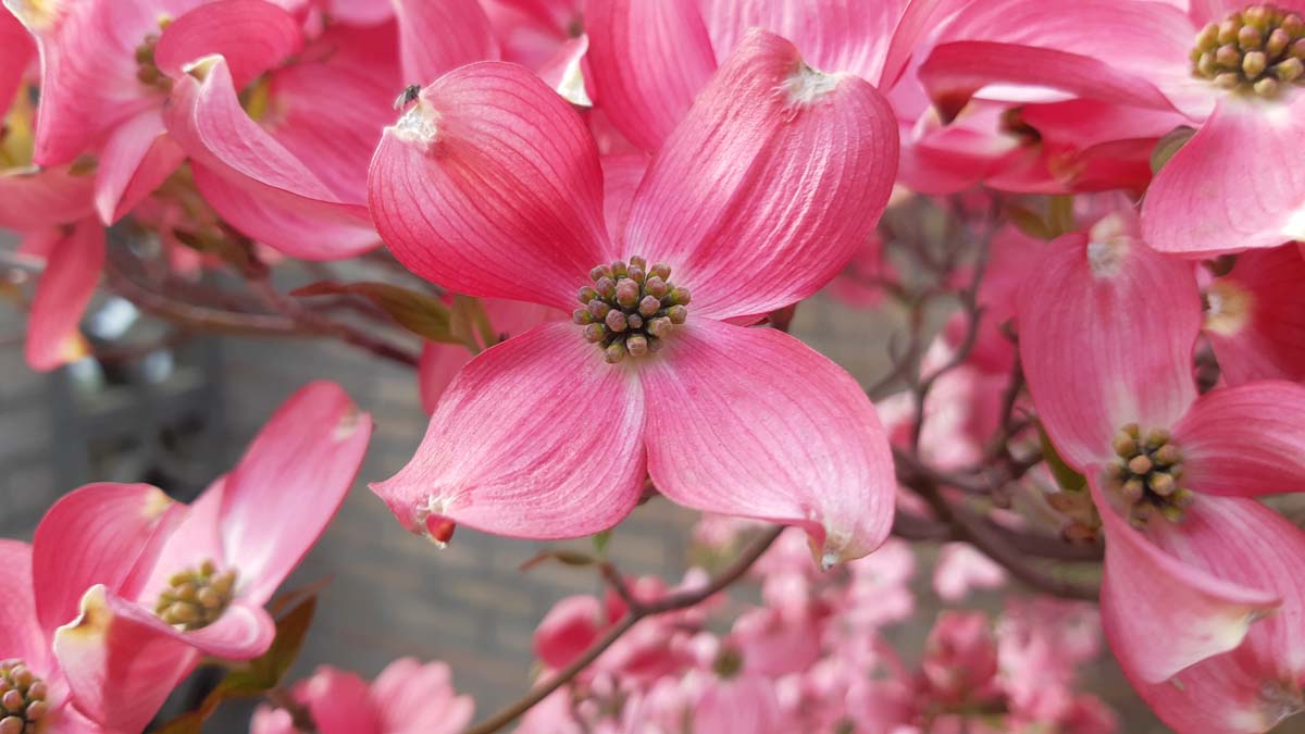 Cornus florida 'Cherokee Brave' meerstammig / struik