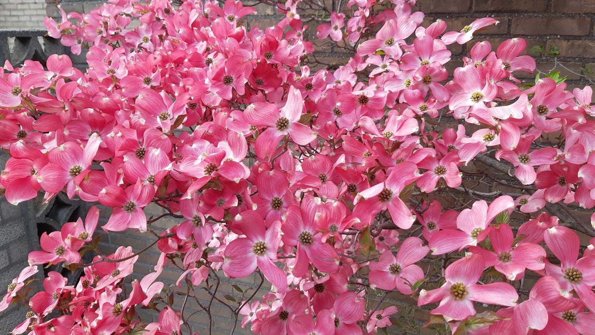 Cornus florida 'Cherokee Brave' Tuinplanten