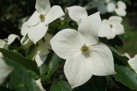 Cornus kousa 'Teutonia' op stam bloem