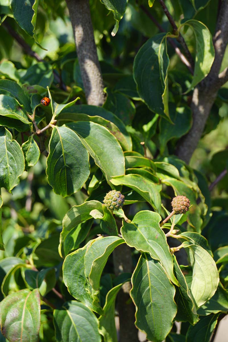 Cornus kousa 'Teutonia' op stam blad