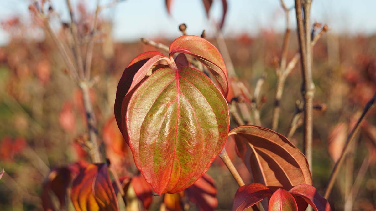 Cornus kousa 'Wieting's Select' meerstammig / struik