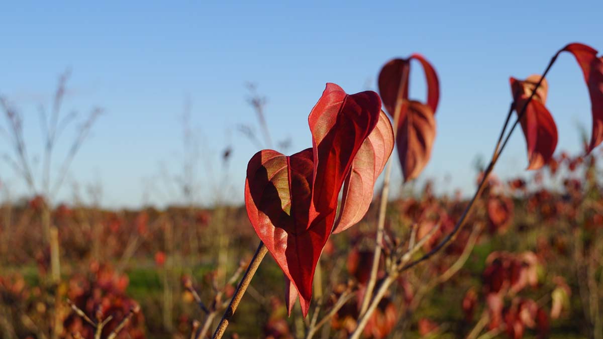 Cornus kousa 'Wieting's Select' op stam