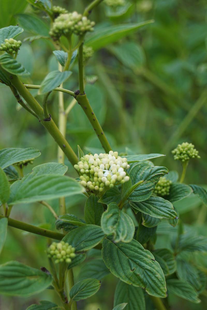 Cornus sericea 'Budd's Yellow' meerstammig / struik