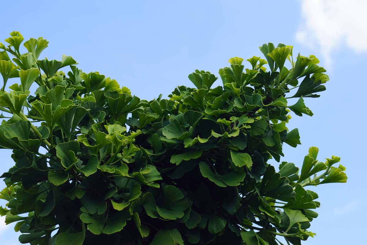 Ginkgo biloba 'Mariken' op stam twijg