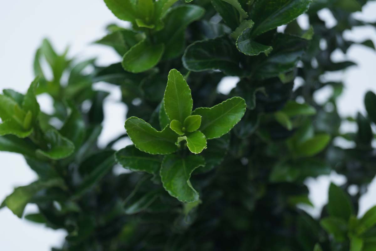 Euonymus japonicus 'Green Spire' Tuinplanten