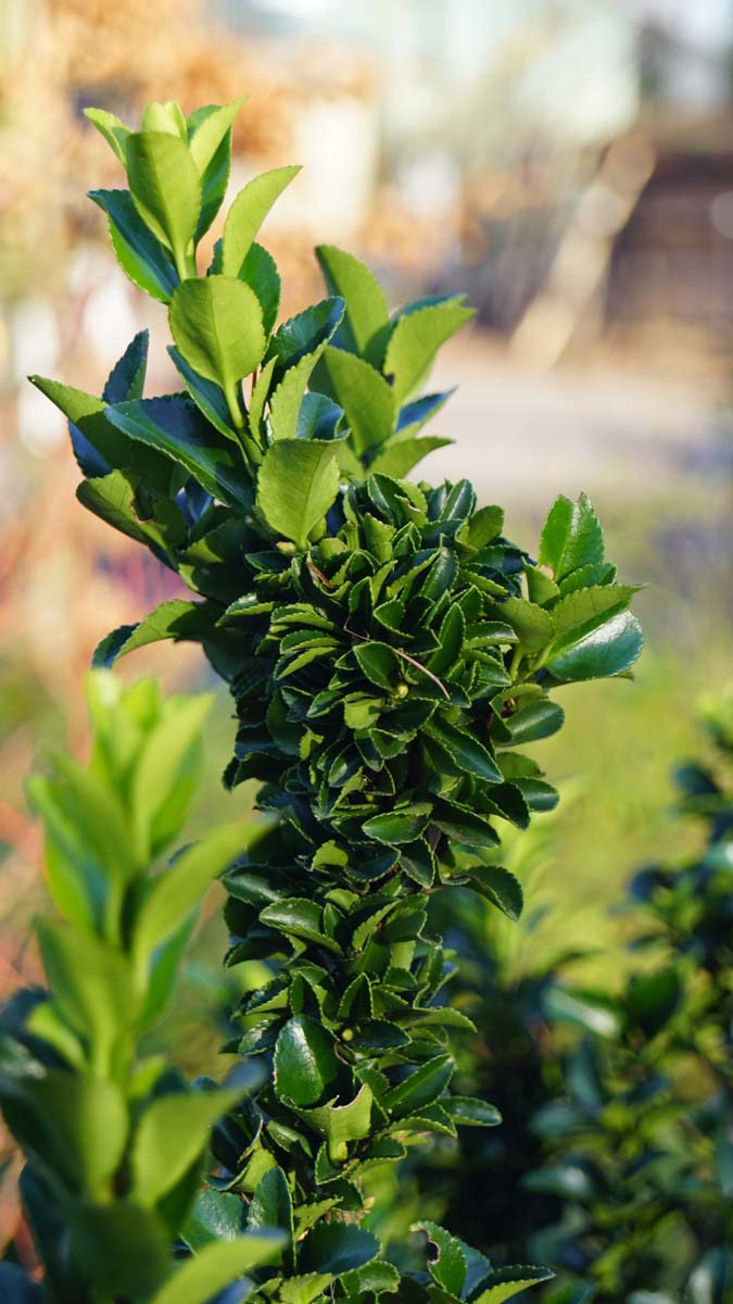 Euonymus japonicus 'Green Spire' Tuinplanten