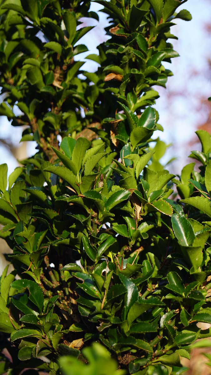Euonymus japonicus 'Green Spire' Tuinplanten