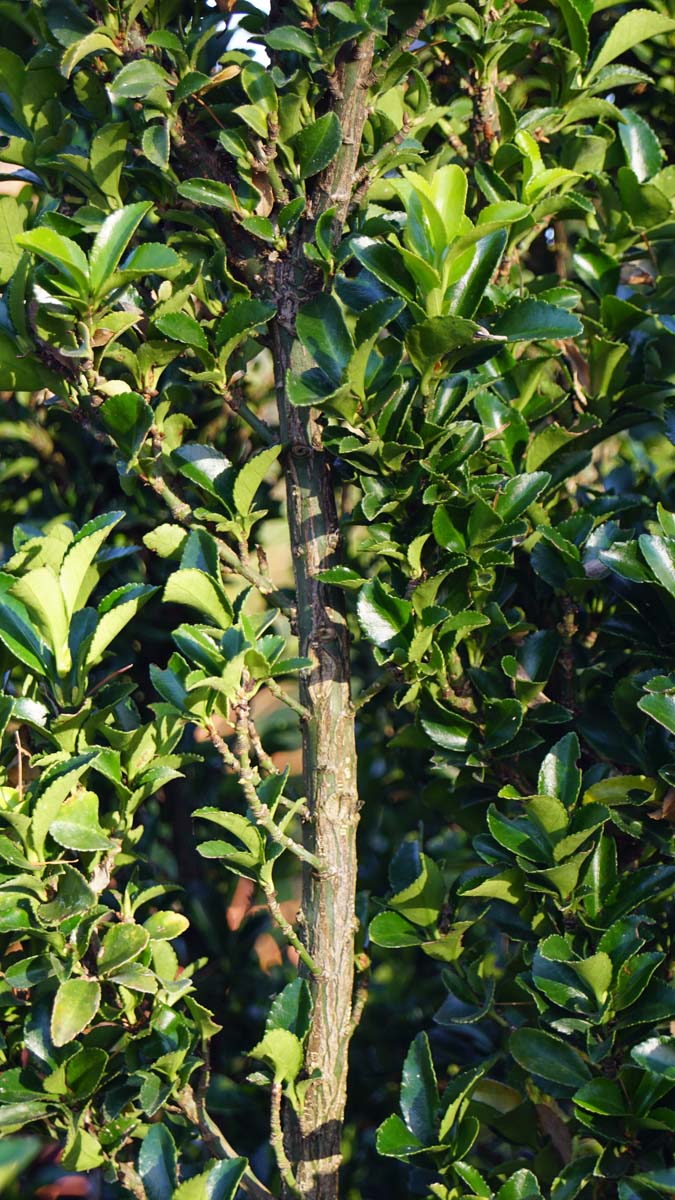 Euonymus japonicus 'Green Spire' Tuinplanten