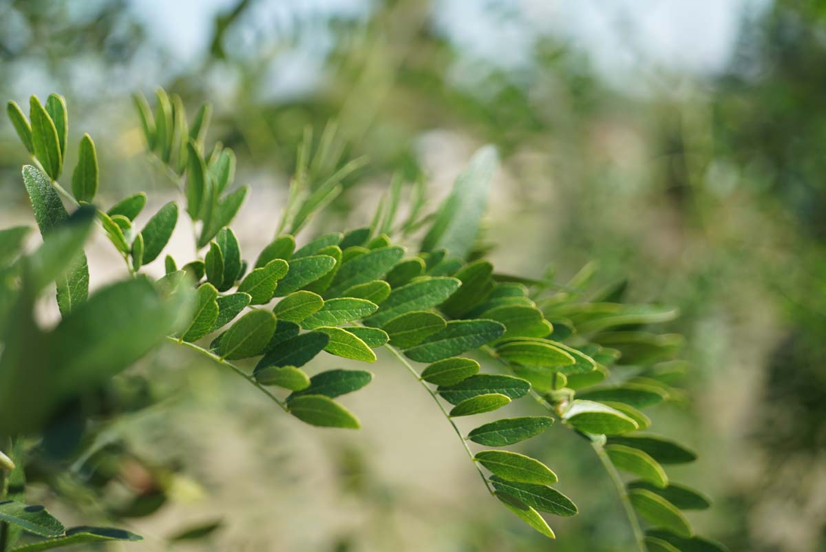 Gleditsia triacanthos 'Emerald Cascade' Tuinplanten