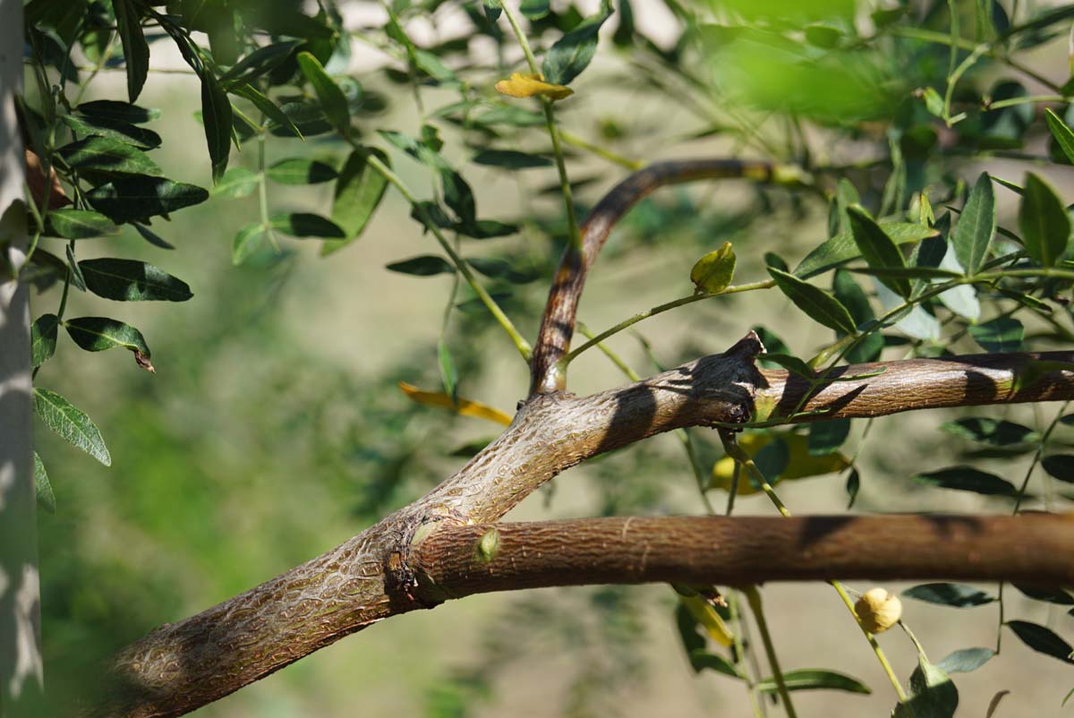 Gleditsia triacanthos 'Emerald Cascade' op stam