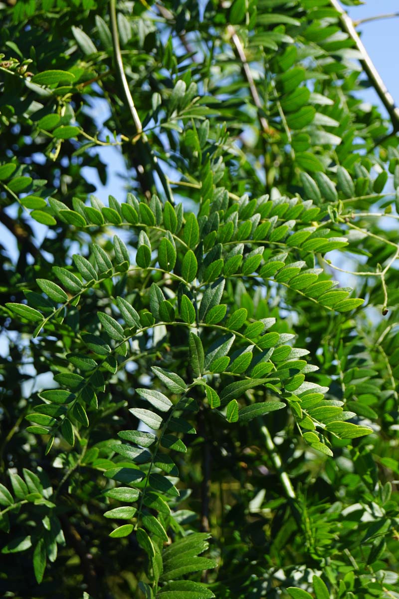 Gleditsia triacanthos 'Emerald Cascade' op stam