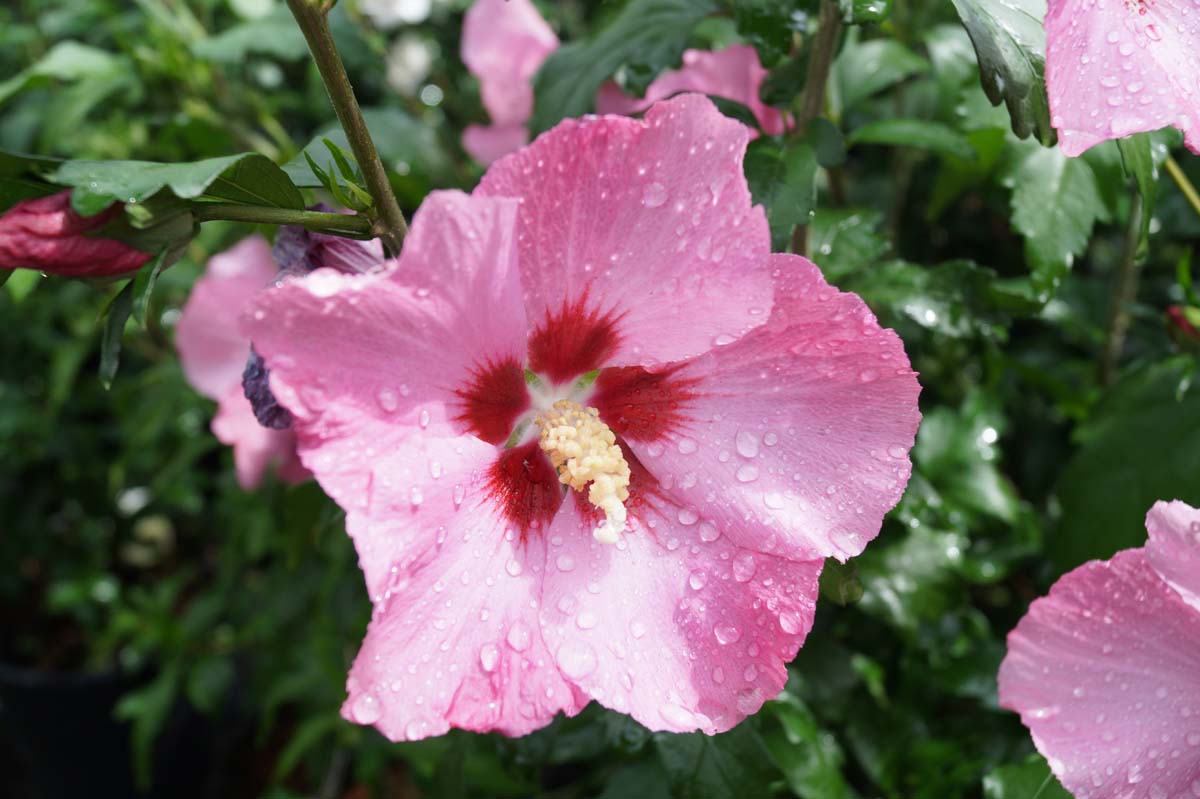 Hibiscus syriacus 'Aphrodite' Tuinplanten