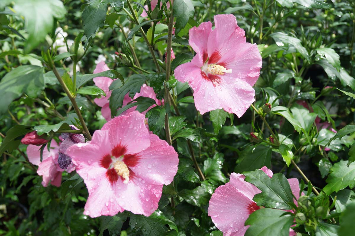 Hibiscus syriacus 'Aphrodite' Tuinplanten