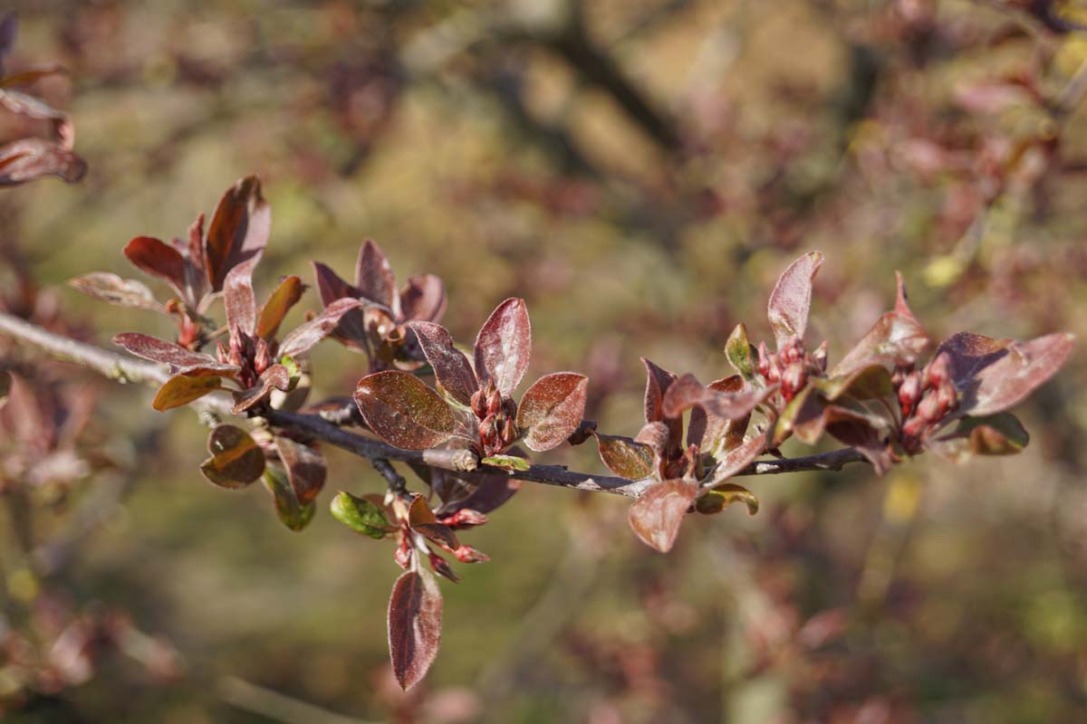 Malus 'Indian Magic' op stam