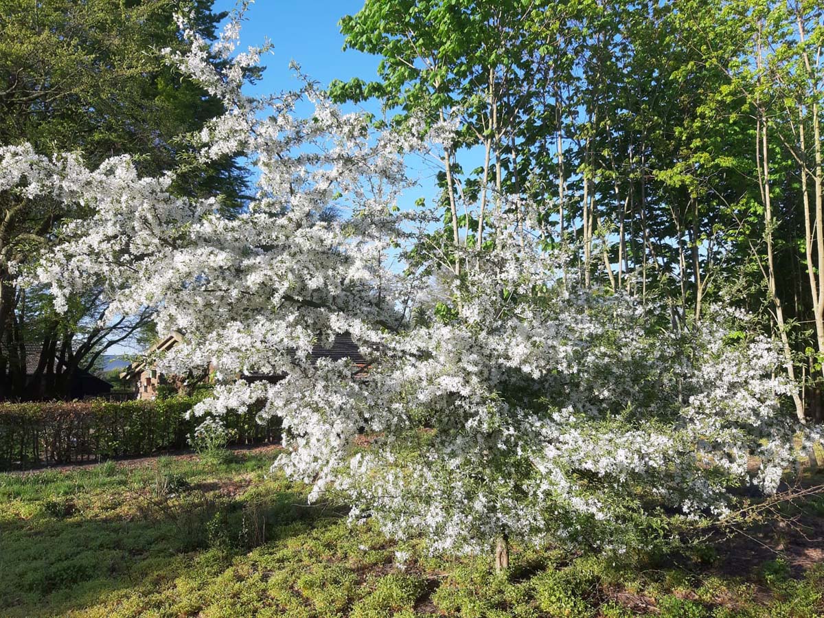 Malus toringo 'Brouwers Beauty' op stam bloesem
